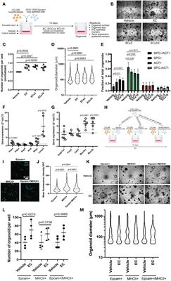 The disruptive effects of COPD exacerbation-associated factors on epithelial repair responses